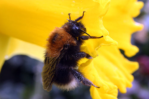 Bombus hypnorum